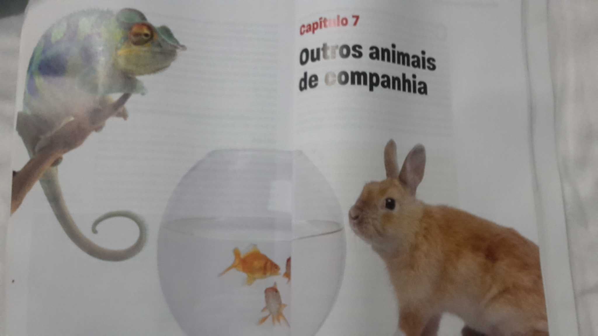 CAES GATOS E OUTRAS Companhias. Conselhos 192 Pag. 6 Fotos