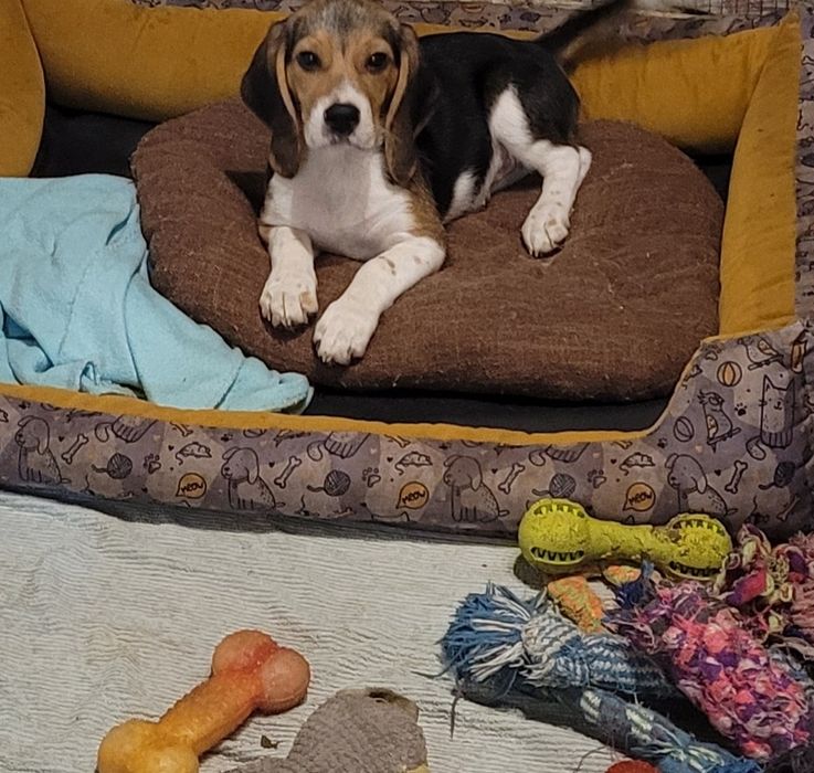 Beagle   śliczny  piesek