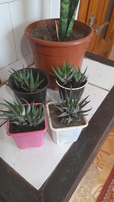 Комнатное растение: Хавортия, сансеверия.