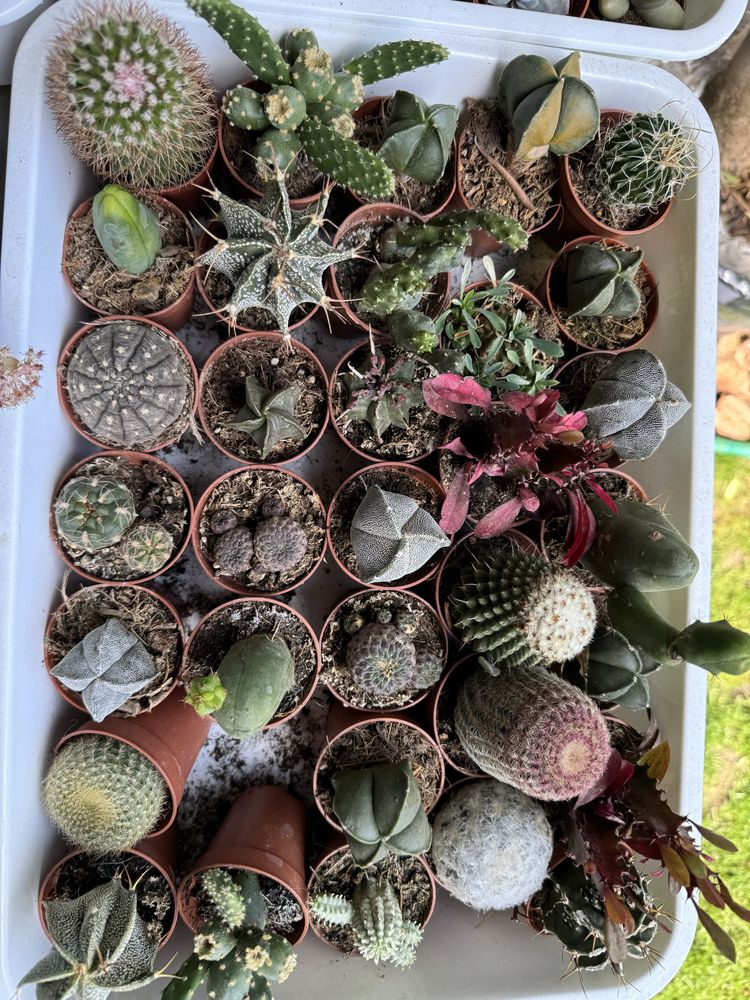 Cactus кактус кактуси сукуленти succulent