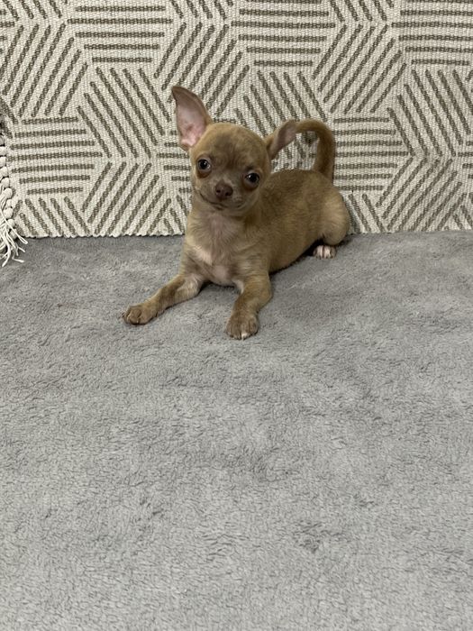 Найкращий друг хлопчик чихуахуа