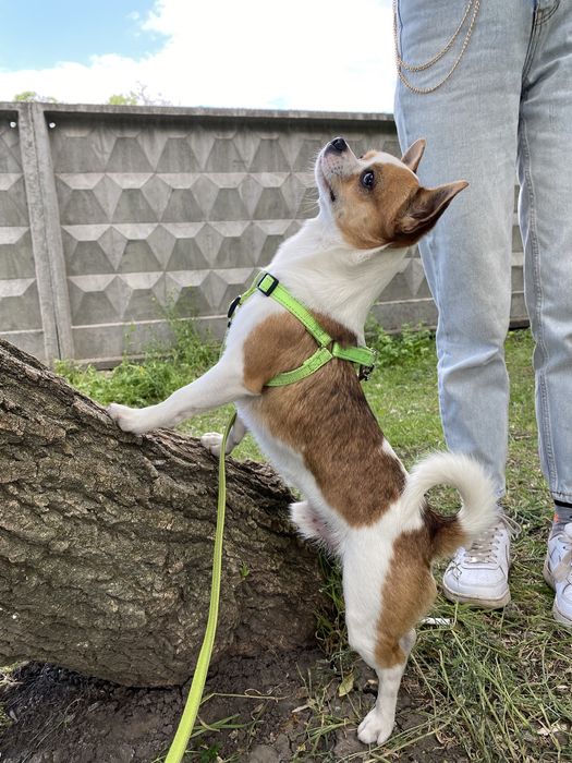 Вязка чихуахуа кобель