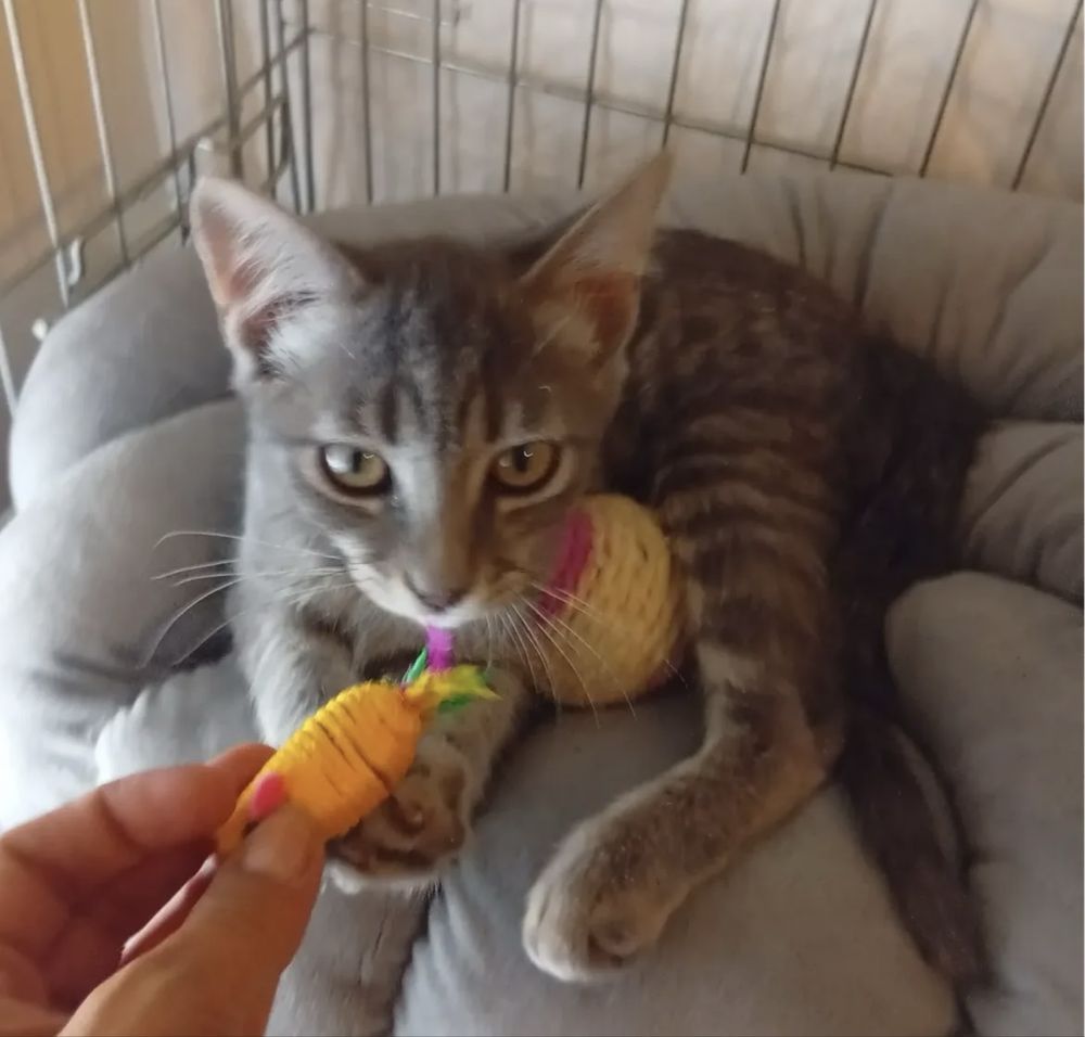 Gatinho bebé para adoção responsável