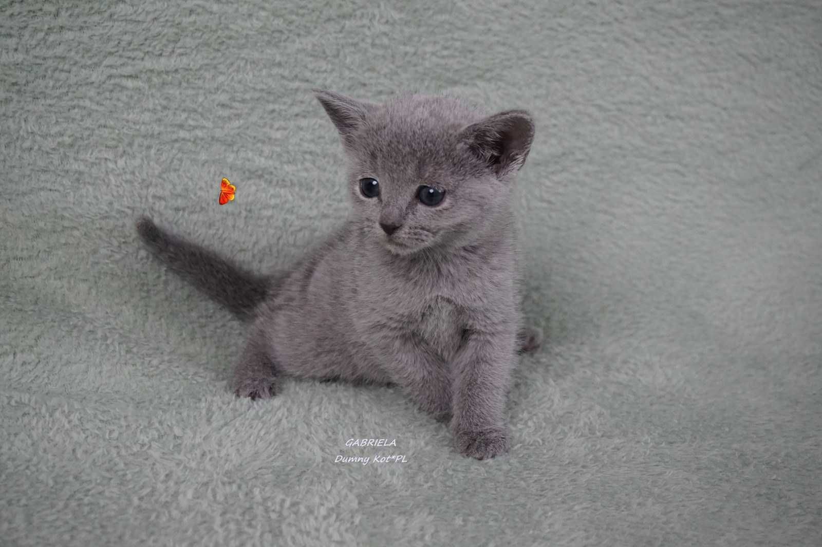 Kocięta Rosyjskie Niebieskie koteczka Gabriela szuka domu