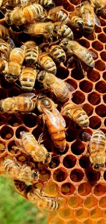 SAHARIENSIS Matki pszczele unasienione czerwiące odkłady 2023 r.