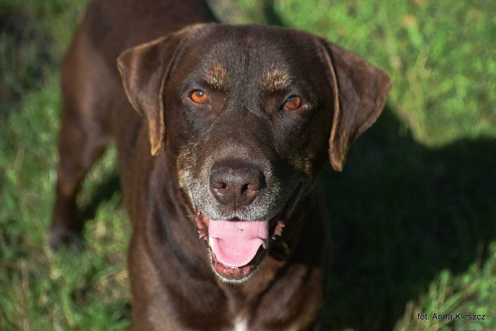 Czekoladowy przyjaciel Czoko – wspaniały pies do adopcji!