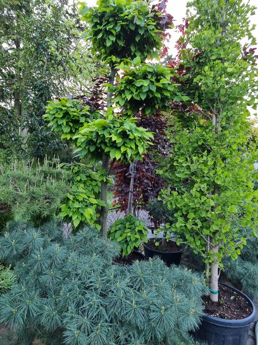 Krzewy formowane Niwaki BONSAI ogrodowe