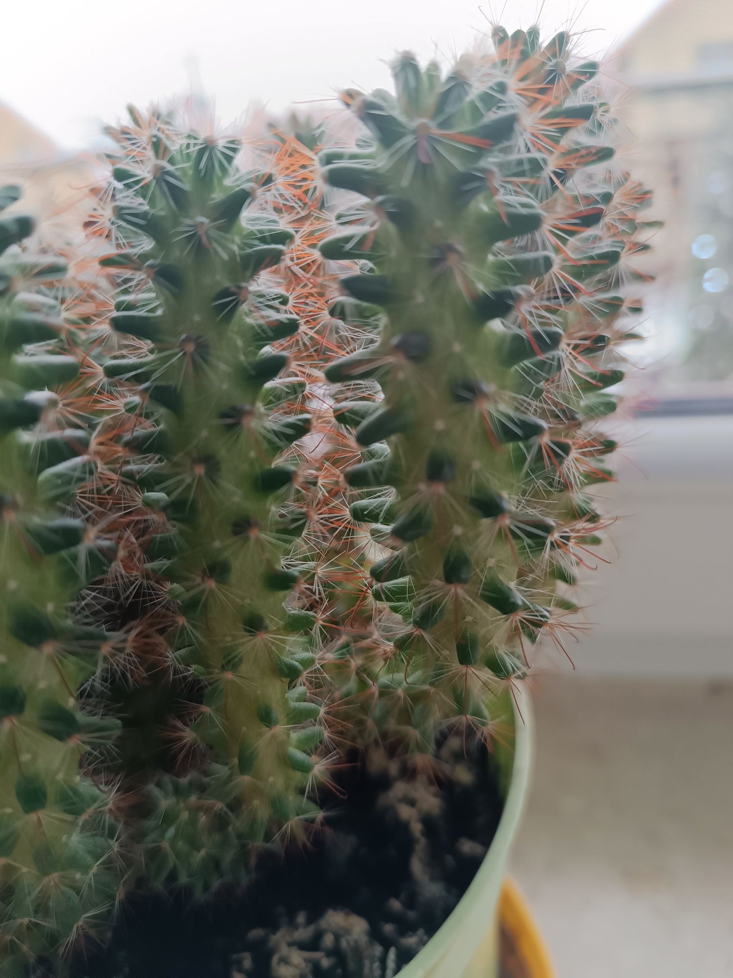 Sadzonki kaktusa