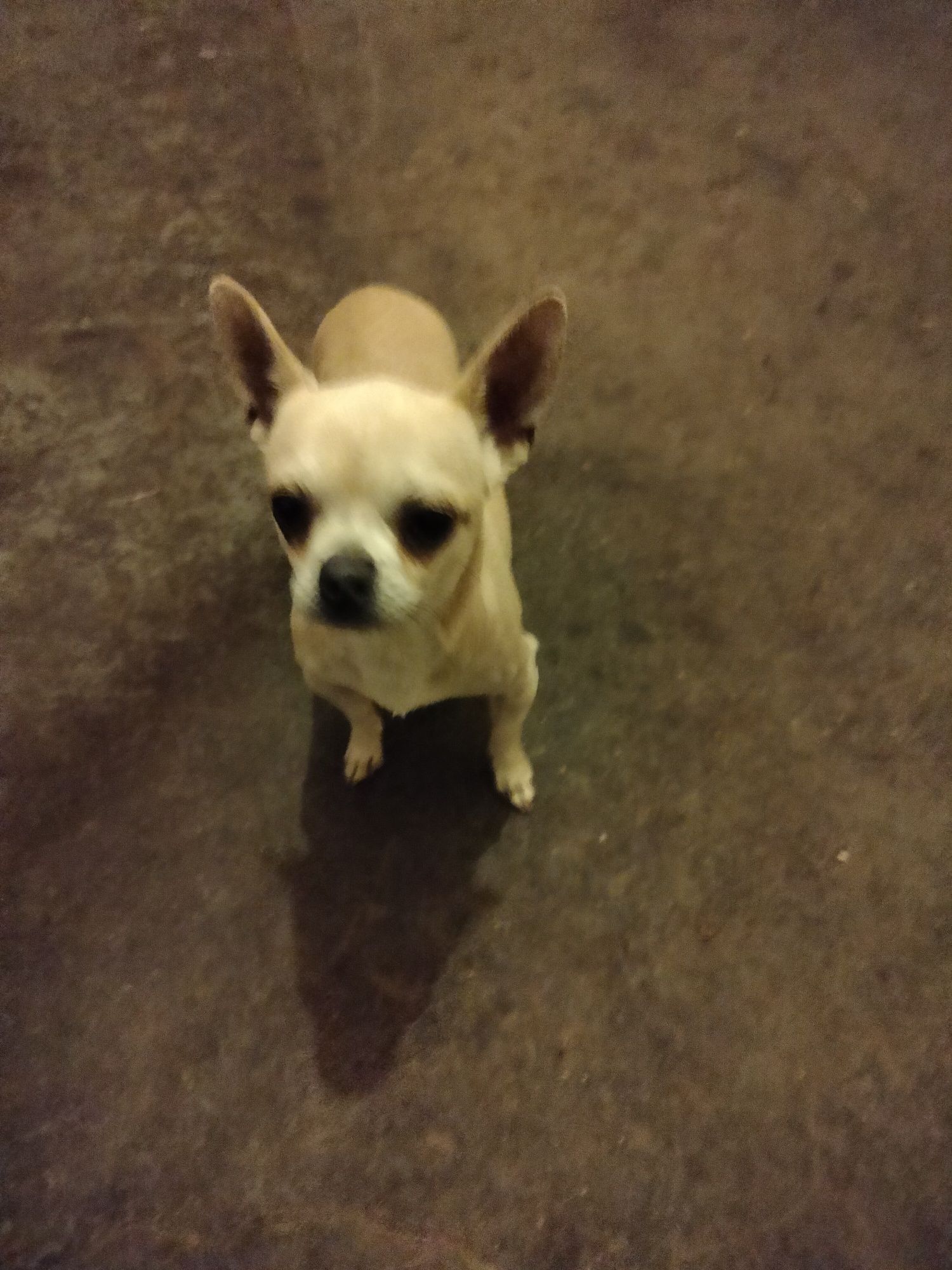 Chihuahua piesek