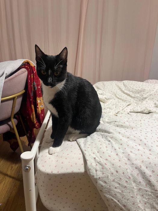 Gatinho de 6 meses para doar