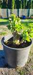 Planta suculenta