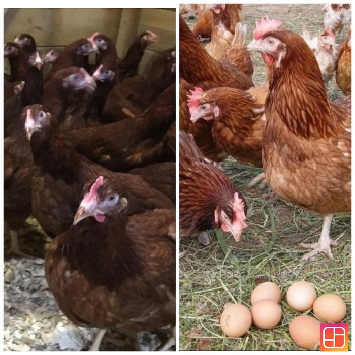 Перещепино! Продам КУРЕЙ несушок! Доставка безкоштовна!