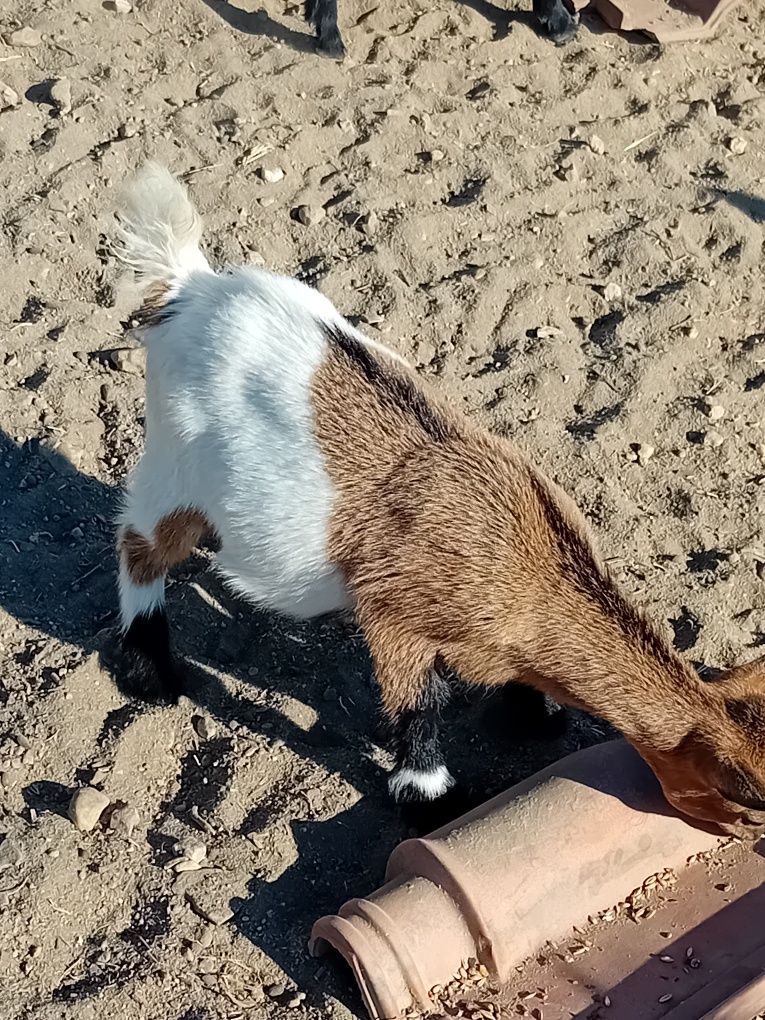 Cabrinha anã mocha