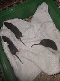крысы щури пацюки