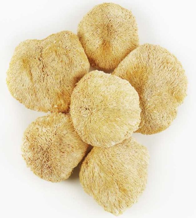 Їжочик гребінчастий, Ежовик, Єжовик, Lion’s mane (Hericium erinaceus)