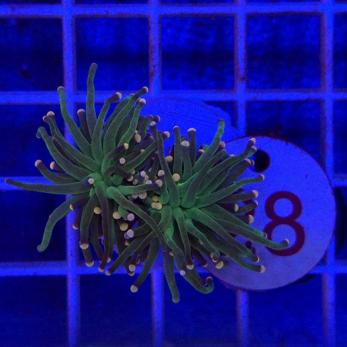 Euphyllia Glabrescens Cotton Candy - 2 głowy