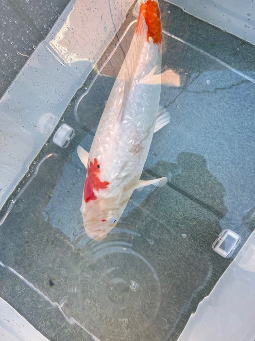 Carpa Koi incrível