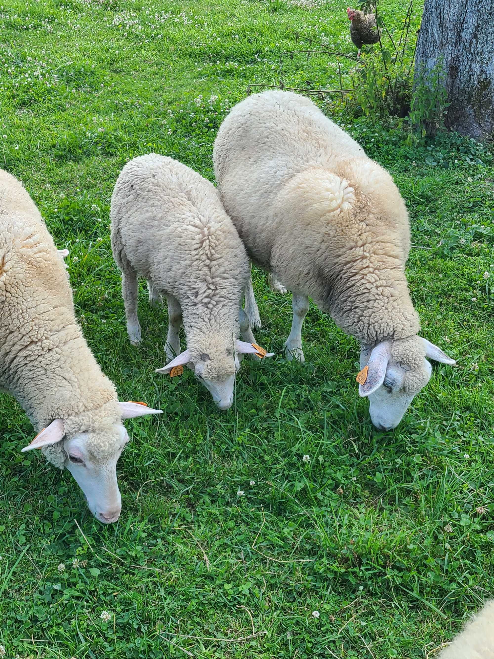 Owce Pogórza Jagnięta  (rasa mięsna)