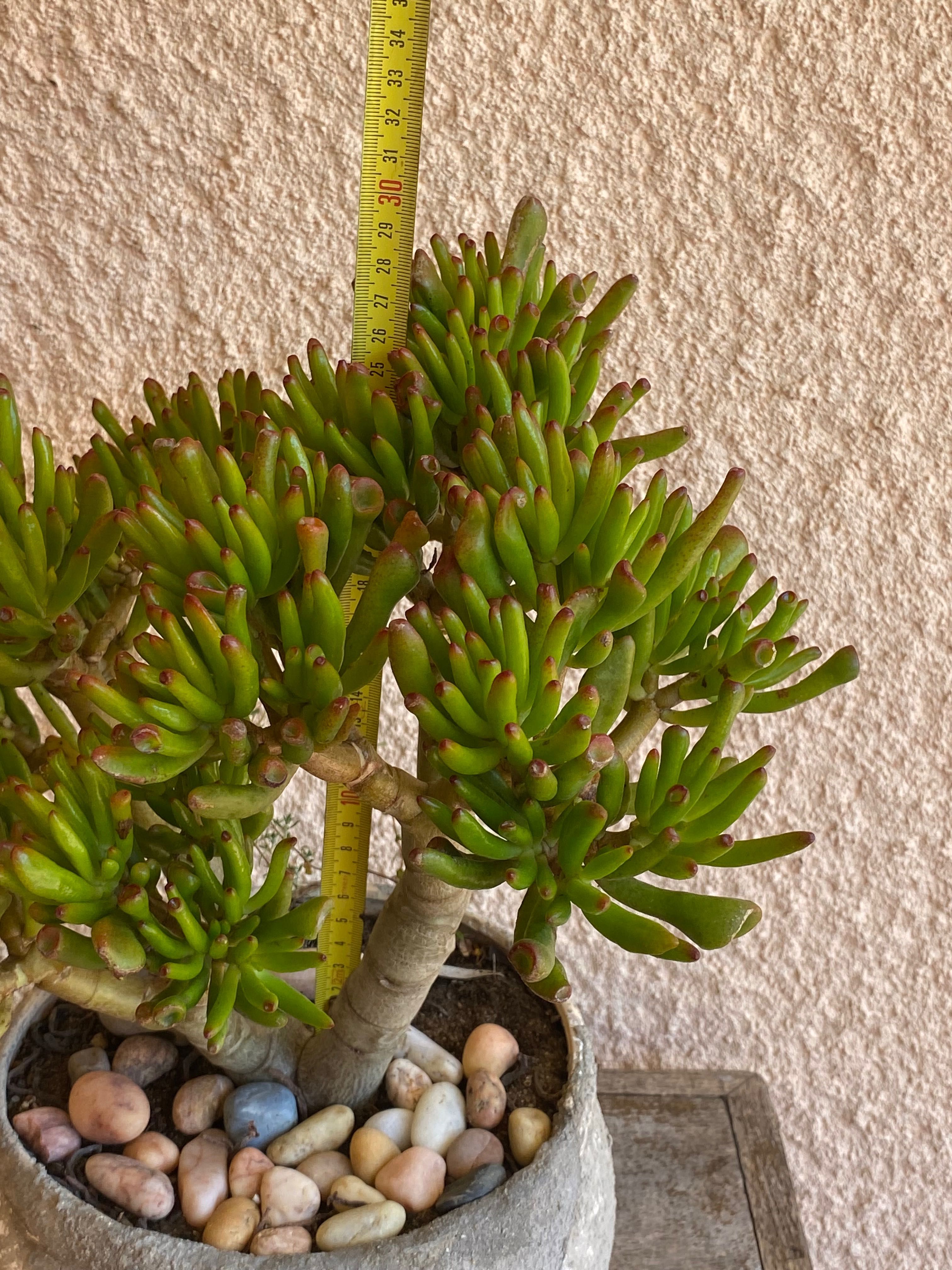 Suculenta orelha de shrek (Crassula Ovata “Gollum”