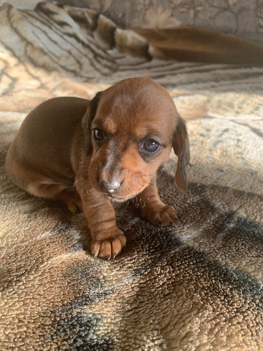 Цуценята такси, шукають родину!