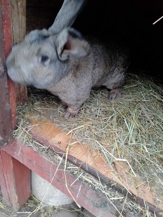 Samica srokacz niemiecki