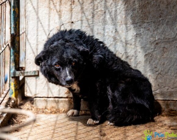 Niewielka sunia NIKA szuka miłego domku!