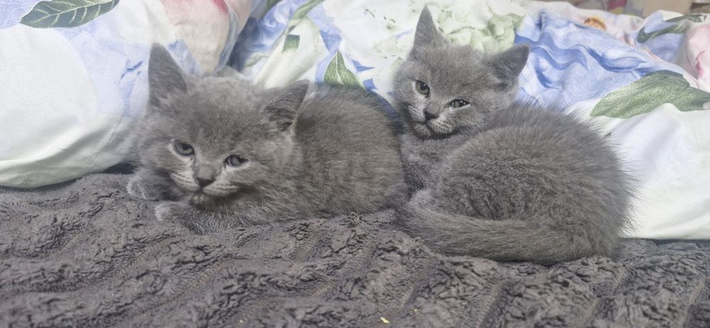 Продам маленьких Британців