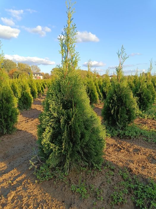 Tuja Thuja Szmaragd