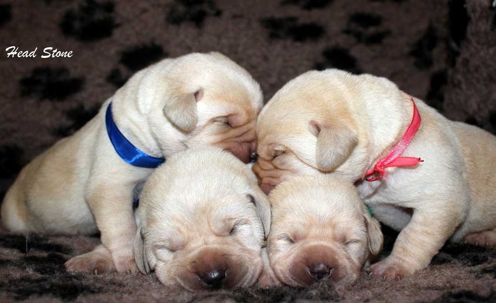 Лабрадор ретривер щенки