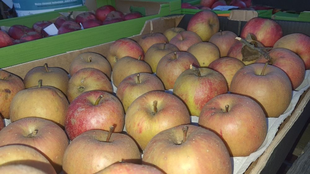 Złota Reneta, Reneta Gwiazdkowa, Koksa Pomarańczowa.