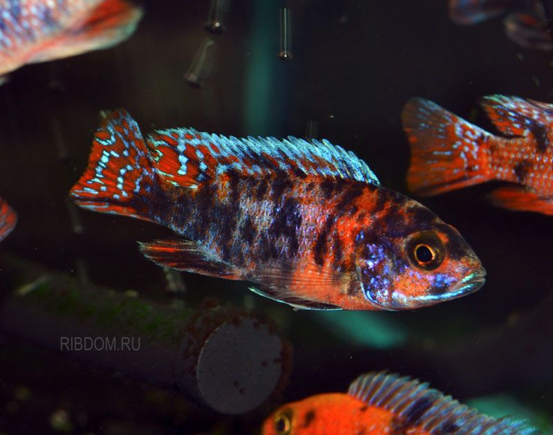 Аулонокара красный дракон Aulonocara fire fish Аквариумные рыбки