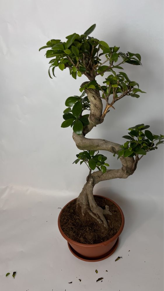 Benjamin Fikus bonsai 60cm! Zdrowy i zadbany.