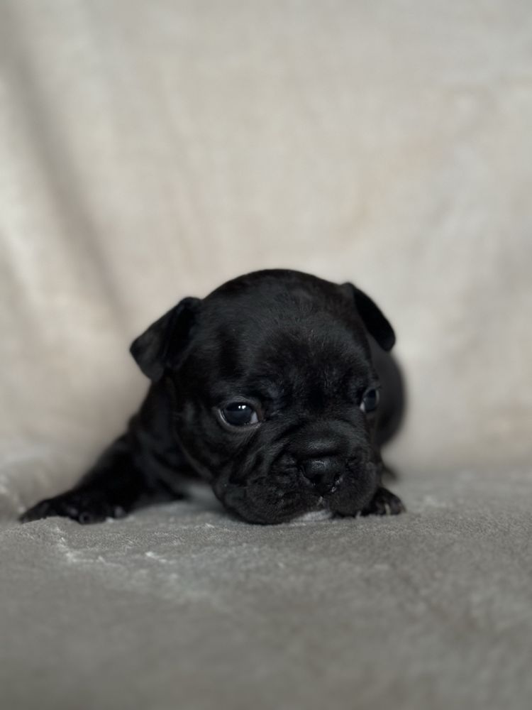 Buldog Francuski Szczenie