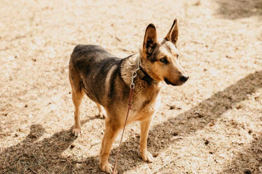 Bezkonfliktowy,łagodny, lubiący kontakt z człowiekiem Radar szuka domu