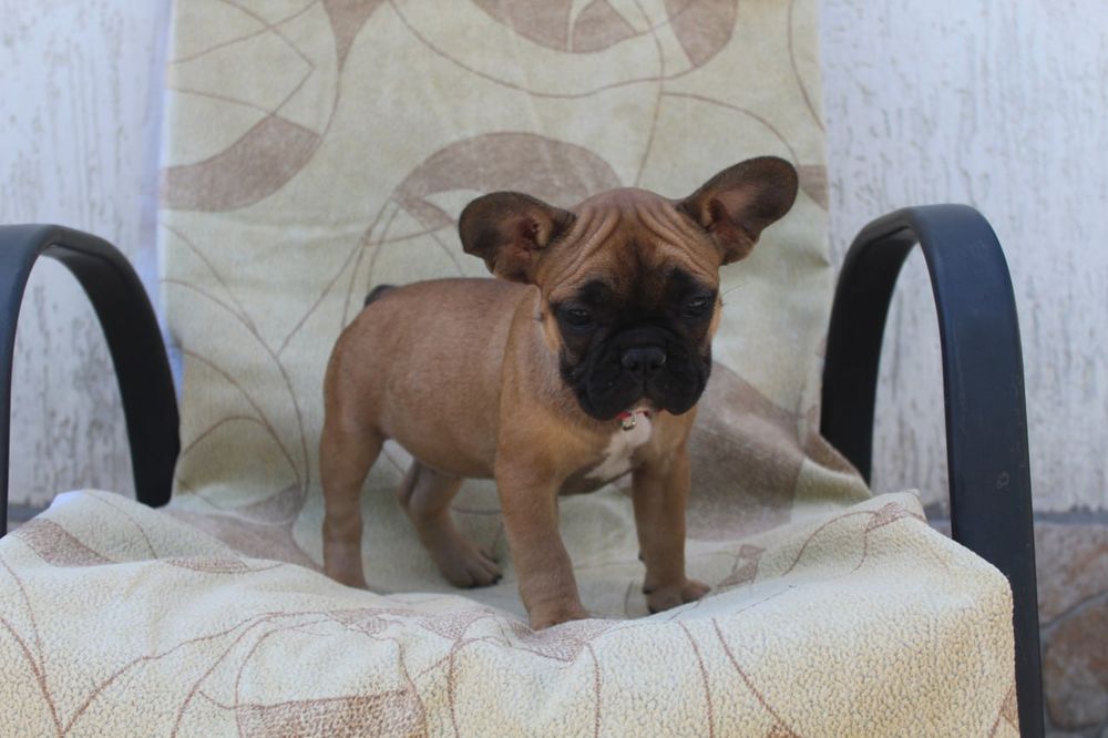 Розкішні французики