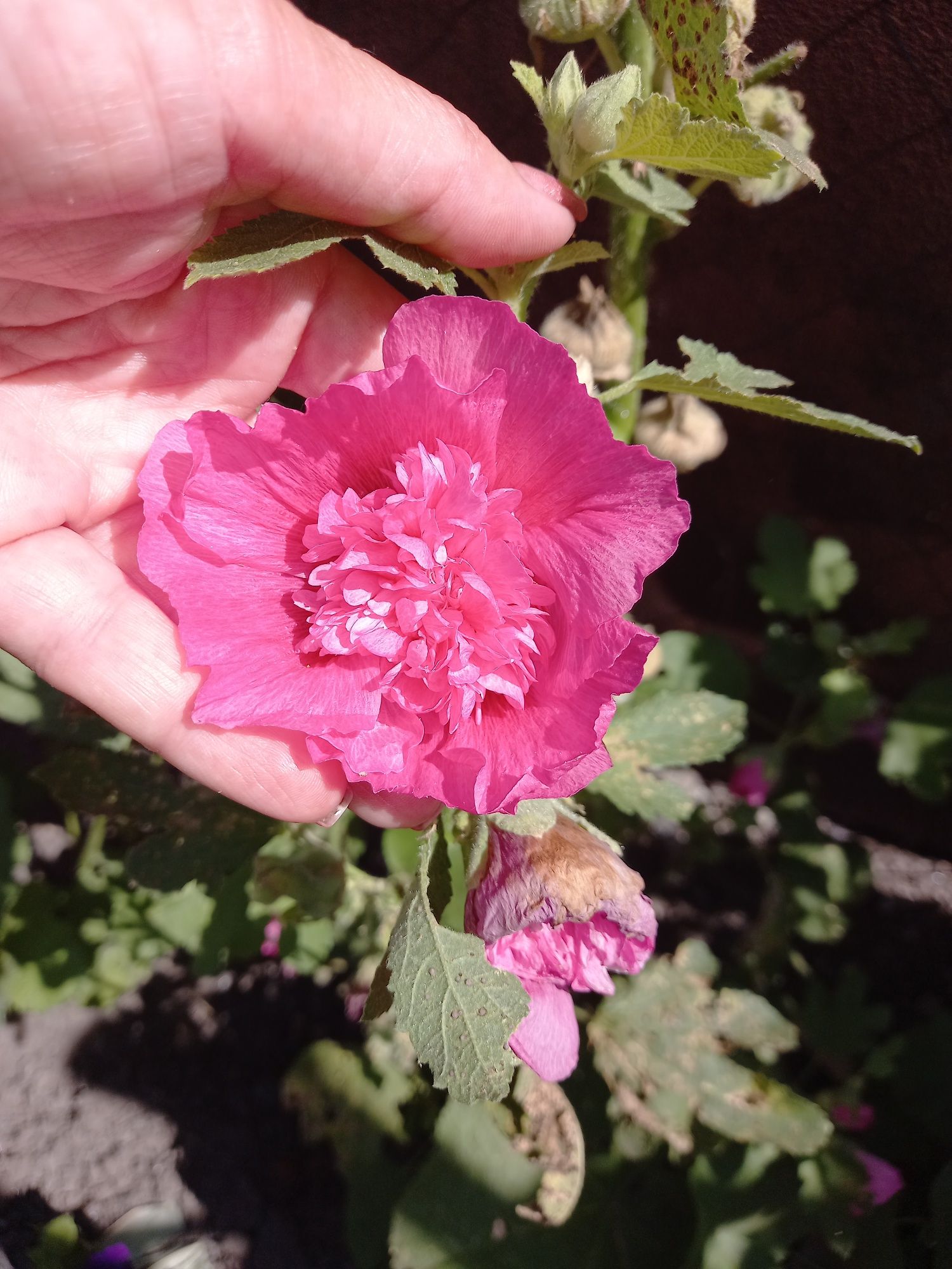Шток-роза или Мальва розовая бархатная,семена.