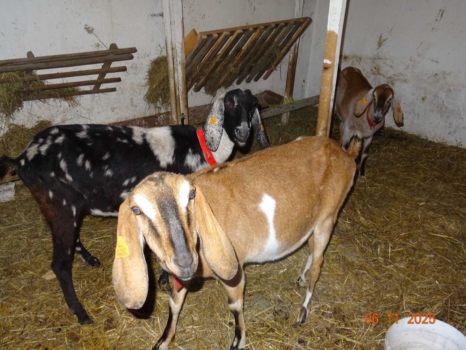 kozy anglonubijskie , kozioł anglonubijski, likwidacja stada