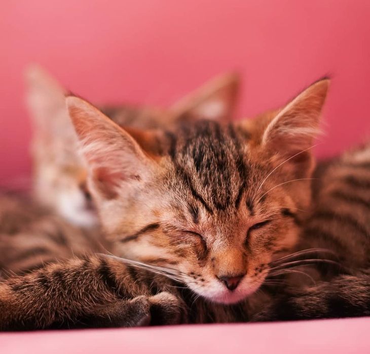 Тигровые котята бесплатно