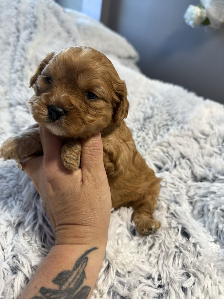 Cavapoo śliczny szczeniaczek