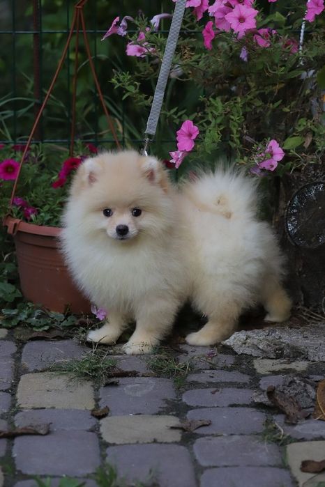 Шпіц хлопчик ведмедик