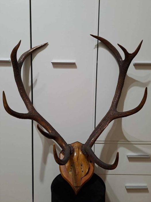 Poroże jelenia szlachetnego z czaszką