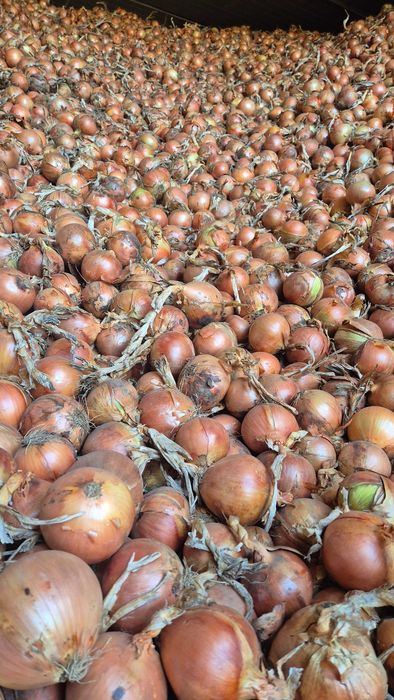 Sprzedam cebule 60+ | Duży Kaliber | Derek | Zdrowa | Obieranie