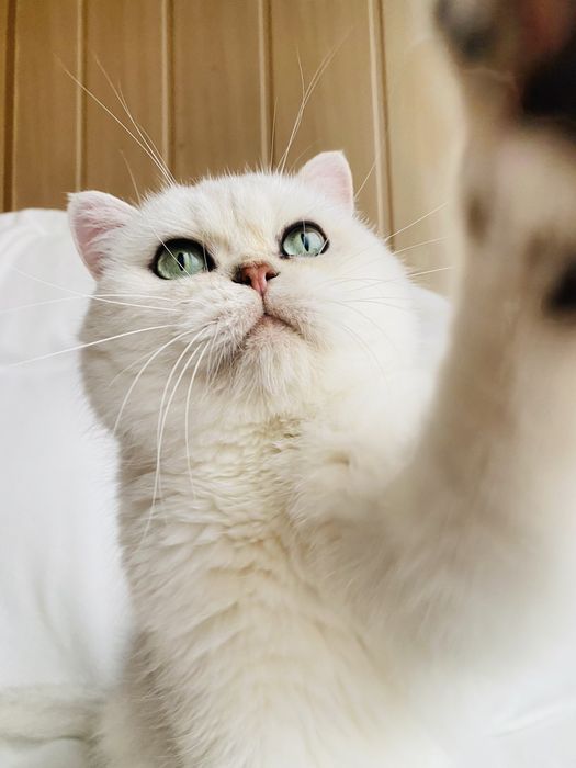 Котик ns12, серебристая шиншилла, не кастрирован.