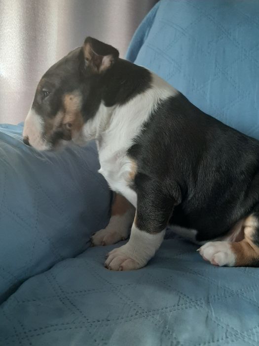 Bulterier standard-suczka