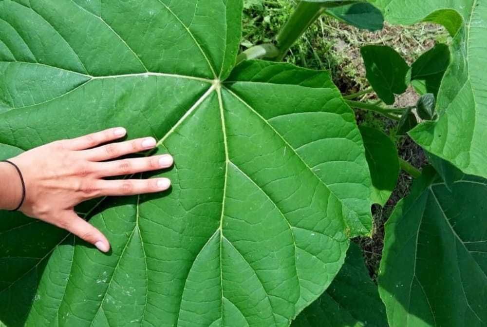 Oxygen tree Drzewo tlenowe Paulownia Shan Tong sadzonki