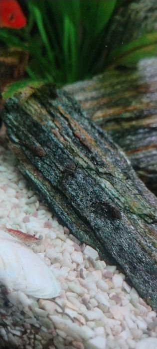 Glonojad młode zbrojniki zbrojnik krewetka krewetki