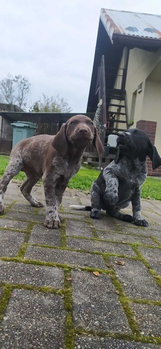 Szczeniak Wyżeł Niemiecki