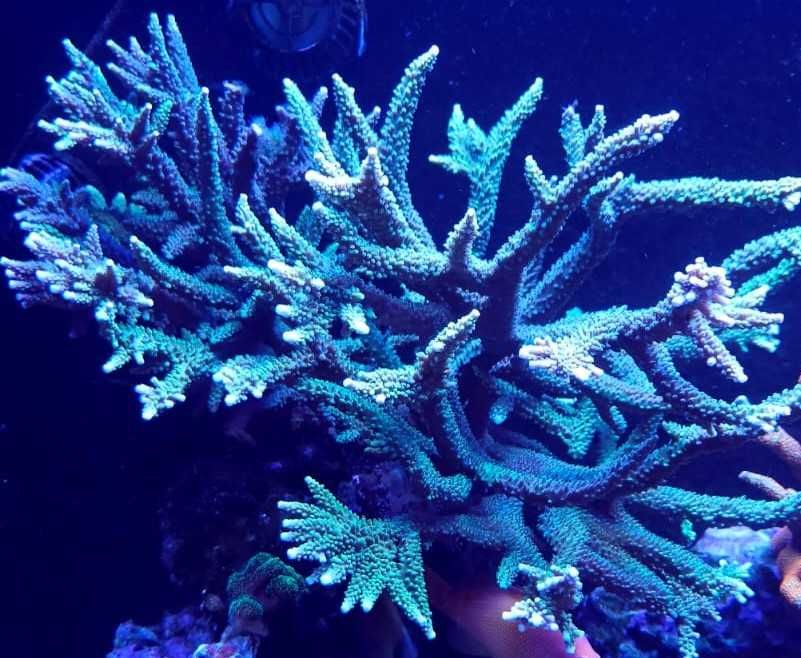 Koralowiec Acropora