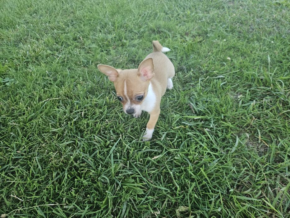 Chihuahua krótkowłosy Piesek