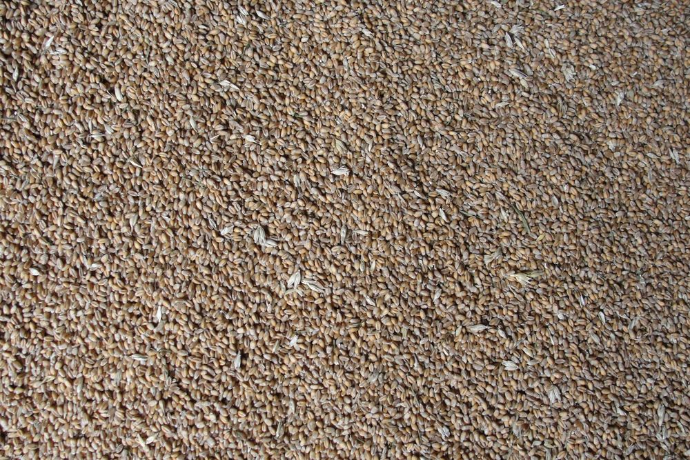 Pszenica Euforia workowana zakup z centrali